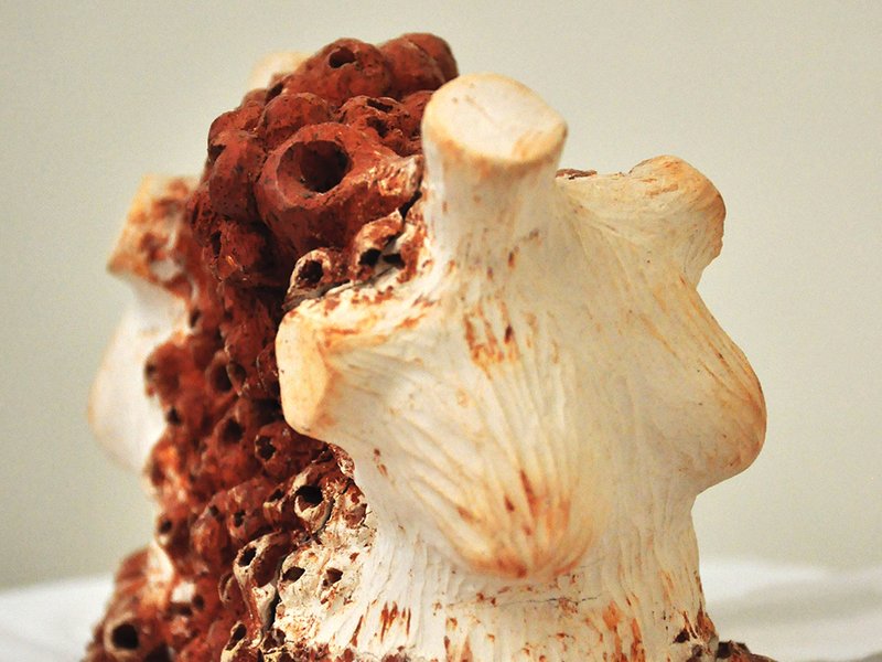 cavity 1